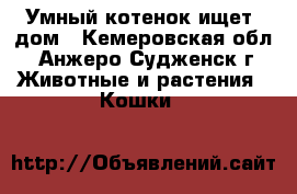 Умный котенок ищет  дом - Кемеровская обл., Анжеро-Судженск г. Животные и растения » Кошки   